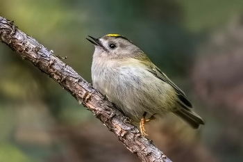 Желтоголо́вый королёк. / Желтоголо́вый королёк (лат. Regulus regulus) — мелкая певчая птица семейства корольковых, распространённая в зоне лесов Евразии. Это самый маленький представитель орнитофауны в Европе и России. Длина тела 9—10 см, размах крыльев 15—17 см, масса 4—8 г.