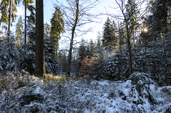 Зимние краски. / Зима,лес,солнечный свет,снег