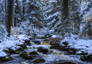 Зимний ручей. / Зима,лес,снег,зимний ручей,поток