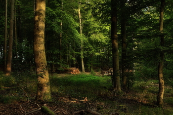Лесными тропками.. / Утро в лесу. Зарисовка .