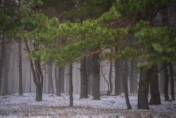 В лесу вечерело / зимний вечер в лесу