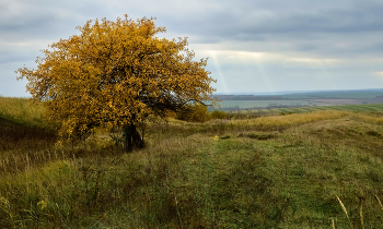 &quot;Среди долины ровныя&quot; / Фотография сделана на Булгаковских просторах в октябре 2021 г. Мордовия.