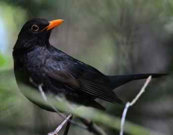 Дрозд. / Дрозд черный - Turdus merula.Самка по окраске - темно-бурая.Гнездится на деревьях, кустарниках, в апреле-июне. Оседлая или кочующая птица.