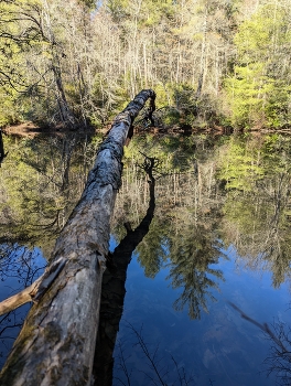 &nbsp; / A fallen tree over water casting a cool shadow.