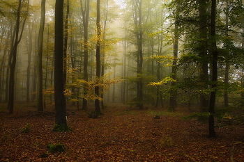 Опять осень... / Лесной осенний пейзаж. Осенний этюд.