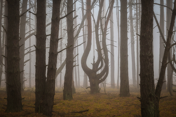 Чужой среди своих / туманный лес
