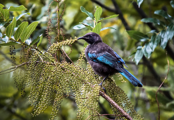 Tui / Prosthemadera novaeseelandiae