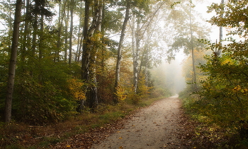 Затуманилось... / Осенняя погода в лесу.