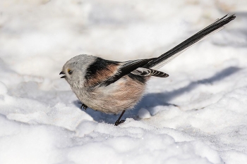 Ополовник. / Длиннохвстая синица, или ополовник (лат. Aegithalos caudatus), — одна из мелких певчих птиц отряда воробьинообразных. Весит 8—9 г. Оперение её, как и у других 
видов длиннохвостых синиц, чрезвычайно рыхлое и пушистое, издали птичка кажется шариком с длинным хвостом. Напоминает она разливательную ложку, поэтому народное название этой синички — ополовник.