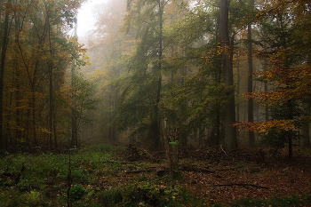 Лесная чаща.. / Осенний лесной пейзаж.