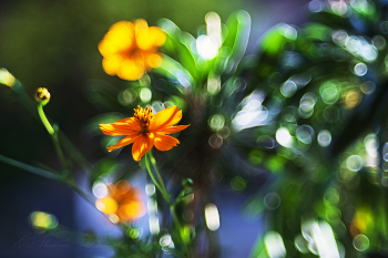 Солнечный цветок / Цветы Октября