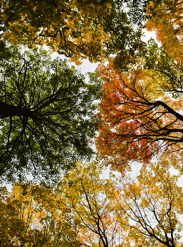 Осень - Мозаика красок. / Золотая осень