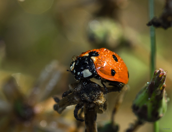 &nbsp; / Семиточечная коровка (Coccinella septempunctata)