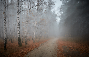 Лес в тумане / Осень 2021