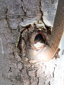 &nbsp; / Hidden