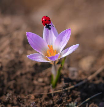 Из серии &quot;Весна на Ставрополье&quot; / Цветут в степи крокус, или шафран. Природа просыпается. 
Февраль, 2022 год.
Работа над фотопроектом &quot;Открывая Ставрополье&quot;.