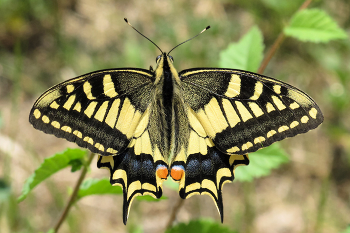 &nbsp; / Papilio machaon
