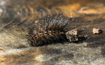 &nbsp; / Медведица Крапивная (Spilosoma urticae Esp.). Гусеница