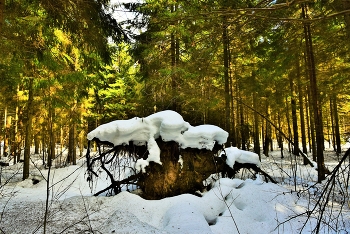 В февральском лесу ... / Лесная зарисовка ...