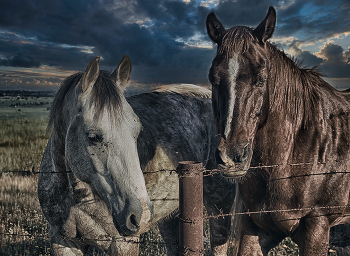 Два первых коня... / Кони всадников Апокалипсиса ...