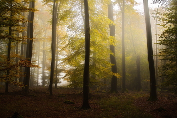 Уходящий октябрь / Утро в осеннем лесу .Зарисовка