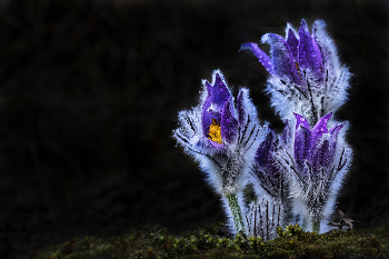 &nbsp; / Pulsatilla