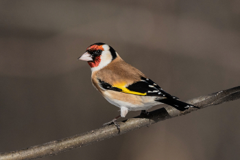 Щегол. / Черноголовый щегол, или обыкновенный щегол (лат. Carduelis carduelis) — певчая птица семейства вьюрковых отряда воробьинобразных. Длина тела около 12 см; вес 20 г. Эту птицу природа одарила ярким оперением.