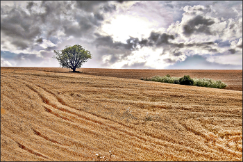 &nbsp; / Природа и животные