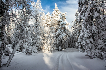 Зимняя дорога / В зимнем лесу