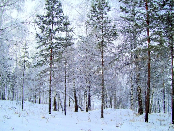 В зимнем лесу / Иркутская область