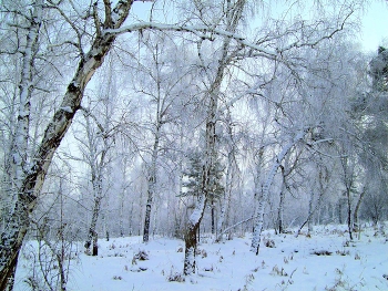 В зимнем лесу / Иркутская область