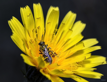 &nbsp; / Пчела Панург шпористый (Panurgus calcaratus). Самка..