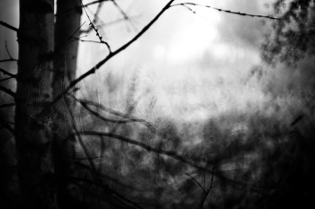 &nbsp; / из дачных зарисовок