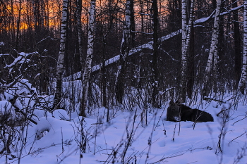 Зимний вечер / Интересные картины можно увидеть в вечернем лесу, к примеру сонного на закате лосёнка.