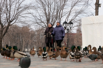 на шагающих утят быть похожими хотят / Самара