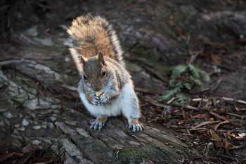 Не отдам! / ....