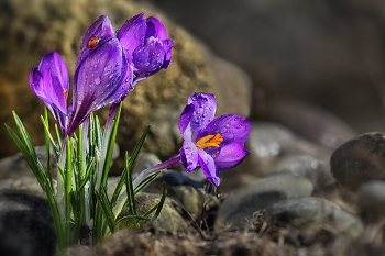  / Krokus