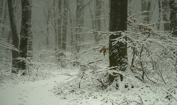 Зимний лес / Туманное утро