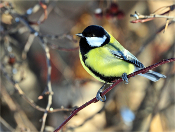 Наша птичка - Большая синичка. Parus major / Птицы России. Большая синица. Parus major