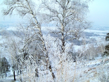 Зимний лес / Иркутская область