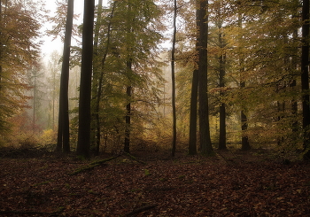 Утро в осеннем лесу / Осенний пейзаж.