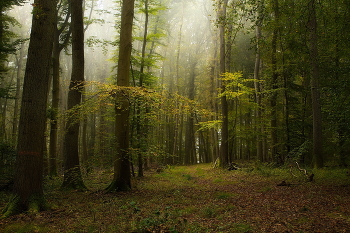 Буковый лес / Утро в осеннем лесу .Пейзаж.