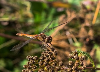 &nbsp; / Сжатобрюх уплощённый (Sympetrum depressiusculum)