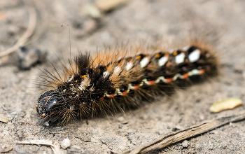 &nbsp; / Стрельчатки щавелевой (Acronicta rumicis) гусеница