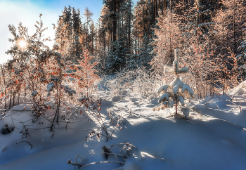 Солнечное утро / Зимний лес