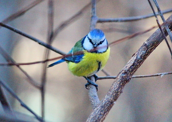 Лазоревка-мимишка / Лазоревка Cyanistes caeruleus