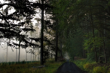 За туманом... / Осенние лесные туманы .
