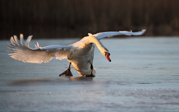 брейк-данс / лебедь-шипун пытается взлететь, но гладкий лед озера не способствует