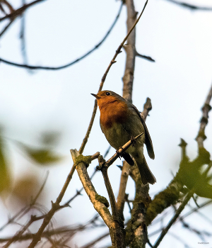 / Зарянка, или Малиновка (Erithacus rubecula)