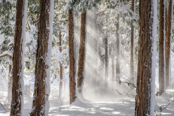 Winter / Winter in Forest.